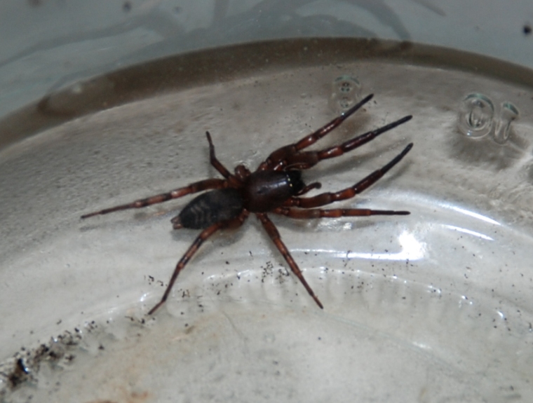 Katipo spiders: No Squishing - The world's Most Dangerous ...