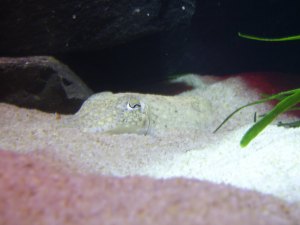 Cuttlefish, Sepia vermiculata