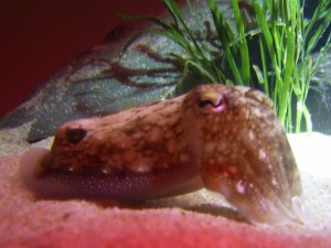 Cuttlefish, Sepia vermiculata
